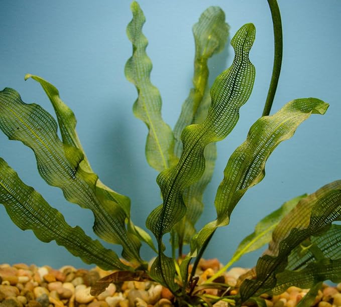 Madagascar Lace Bulb Aponogeton madagascariensis, Live Aquarium Plant, Freshwater Aquatic Bulbs, Easy to Grow, Ideal for Planted Aquariums & Aquascapes Awesome Aquatic
