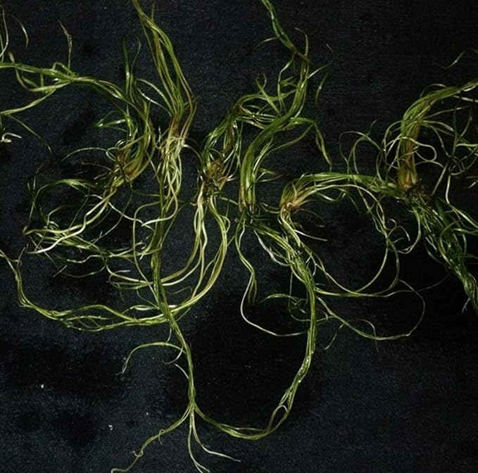 Greenpro | Cryptocoryne Tonkinensis Freshwater Live Aquarium Plants Tissue Culture for Fish Tank Decoration