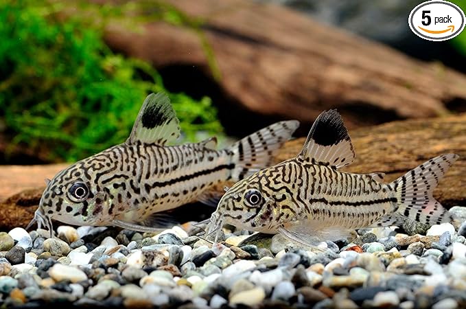 SF Aquatic™ 5 Corydoras Freshwater Aquarium Catfish Live Arrival Guarantee (Jullii Corydoras)