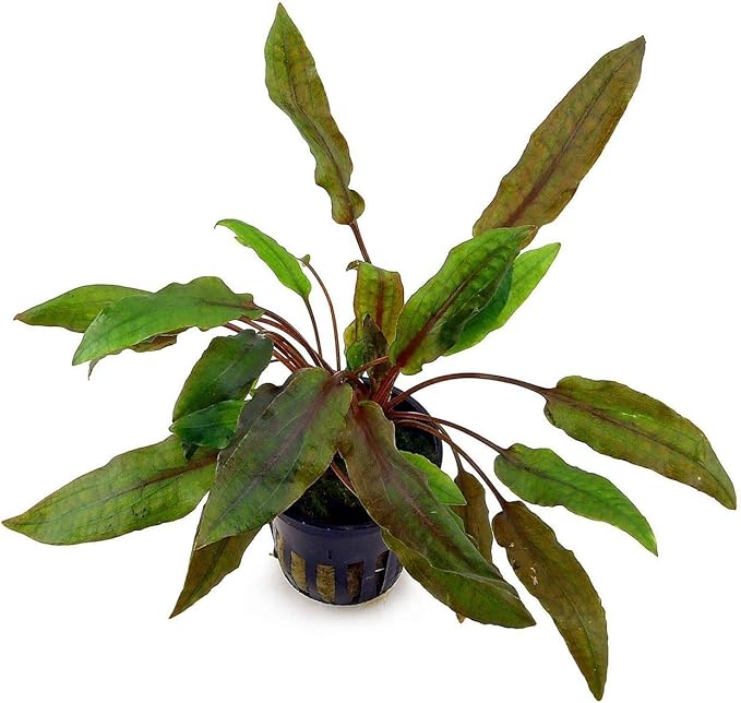 Cryptocoryne Wendtii Red Potted Live Aquarium Plants Freshwater Fish Tank Decorations