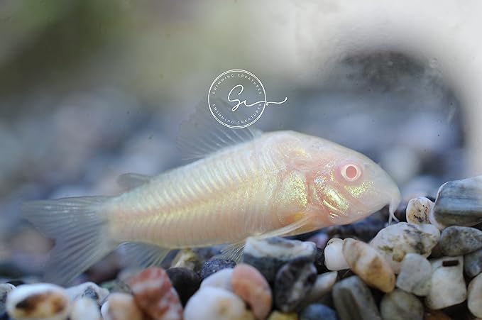 Swimming Creatures 5 PCS Assorted Corydoras Mix, Freshwater Aquarium Catfish Live Arrival Guarantee (3-4 Kinds Mix)