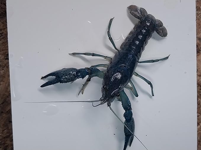 1 Live Electric Blue Crayfish -Live for Aquarium or Pond, Live Crawdad Juvenille Approx Size is 1 in to 4 in. We can not Ship to California, Alaska, Hawaii, Wisconsin Due to regulatory restrictions.