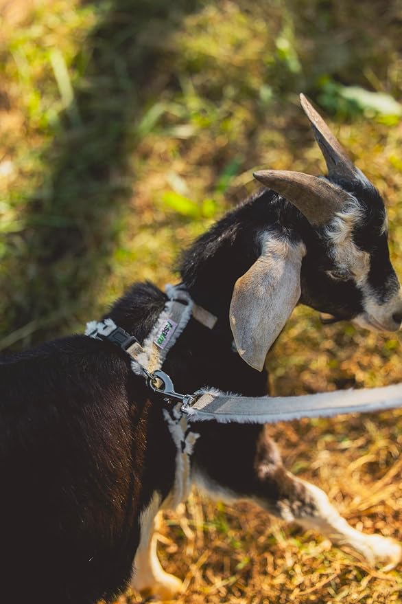 Goat Harness, Asatre Adjustable Lined Hemp Goat or Sheep, Small to X-Large,Livestock Halter, Durable Multi-Clasp, Eco-Friendly Livestock Gear, Comfortable Farm Pet (Small)