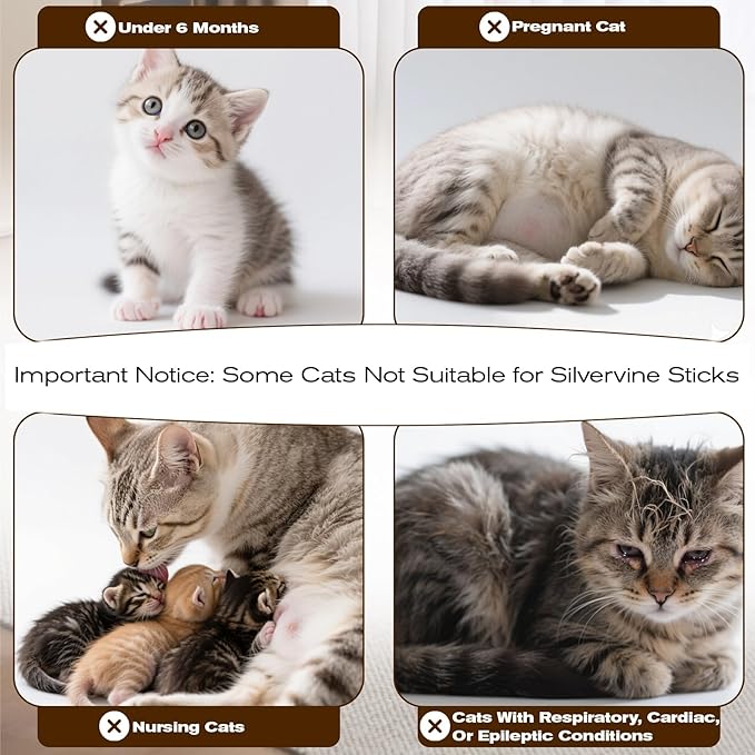 CARGEN Silvervine Cat Chew Sticks - 12 PCS Natural Kitten Chew Toys, Dental Cleaning Sticks, Indoor Cat Daily Treats & Entertainment Supplies
