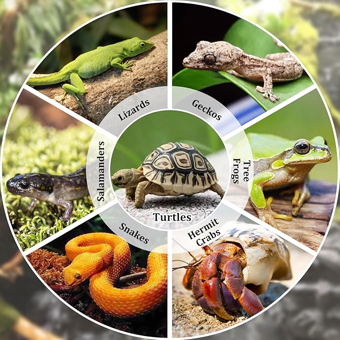 Reptile Bathing Pool 2-in-1 Tortoise Water Dish with Ramp Large Turtle Feeding Bowl with Steps Plastic Reptile Food & Water Dishes 7 Pcs Gecko Habitat Decoration Accessories Lizard Bath Tub
