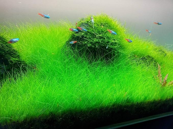 Foreground Potted Live Aquarium Plants | Freshwater Aquatic Plants for Aquariums (Dwarf Hairgrass, 1)