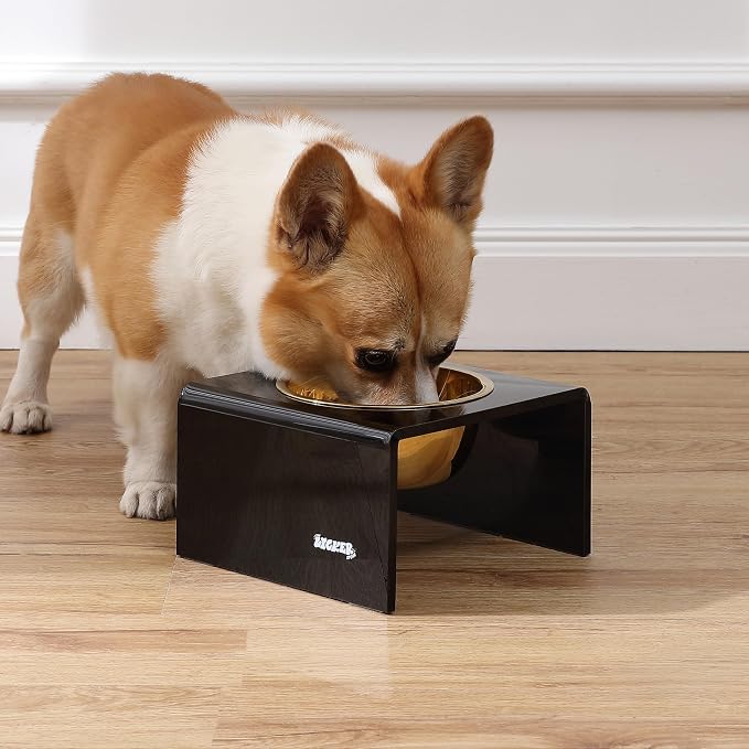 DBL2002B Keaton 5" Small/Medium Modern Acrylic Rectangular Elevated Pet Feeder with 20oz 1-Stainless Steel Bowl, Black/Gold