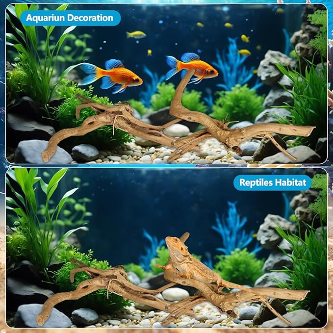 2 PCS Large Natural Spider Wood for Aquarium 12-16", Aquarium Drift Wood, Assorted Size Spider Wood, Twisted Branches Trunk for Fish Tank, Aquascaping, Reptile Climbing Branch, Terrarium Decor
