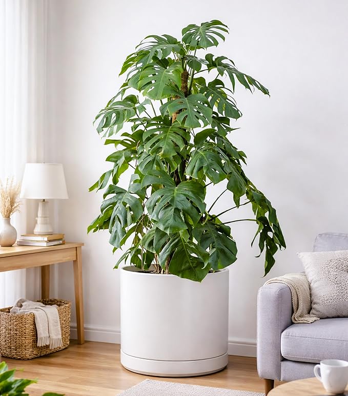 D'vine Dev 16 Inch Ceramic Planter Pot, White, 94-O-H-1 | Modern Cylinder Design, Drainage Hole & Saucer Included, Stable Structure, Elegant Home Accent