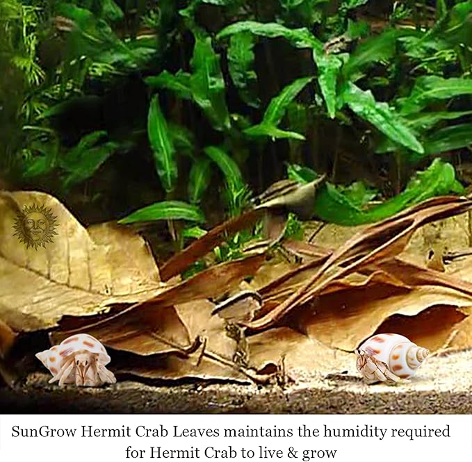 SunGrow 10 Pack Hermit Crab Large Catappa Indian Almond Leaves, Tarantula Dried Leaves for Spawning, Source of Cellulose and Nutrition for Isopods and Crickets, Create Humid Vivarium Habitat, 8”