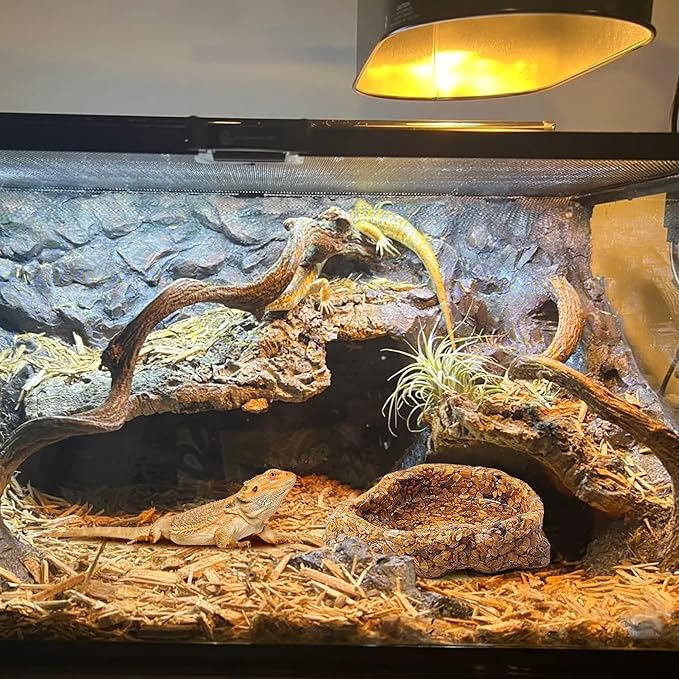 Water Dish for Amphibians,Reptile Food and Water Rock Bowls,Terrarium Decor for Reptiles and Other Little Critters,Terrarium Bowls Small Size
