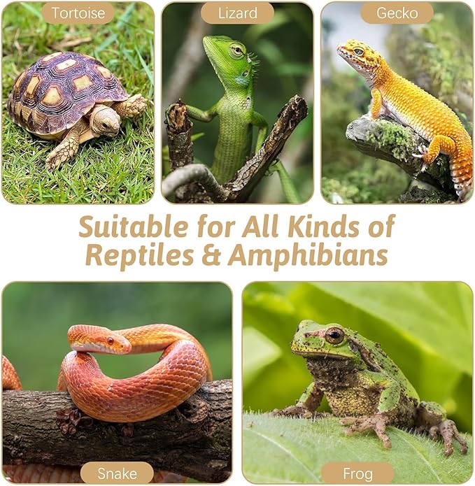 PINVNBY Reptile Bathing Pool Plastic Tortoise Food Dish with Ramp Reptile Food Dish & Water Bowl Tortoise Habitat Accessories for Frog Lizard Box Turtle