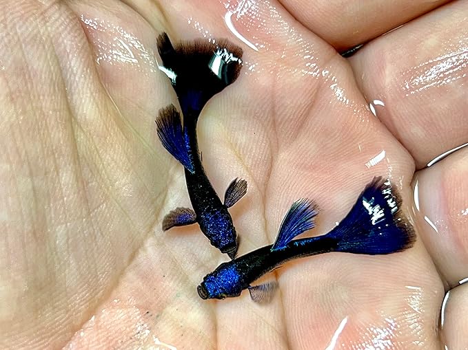Generic 1 Breeding Pair- Blue Tarzan- New Strain Live Guppy Fish, 3 months