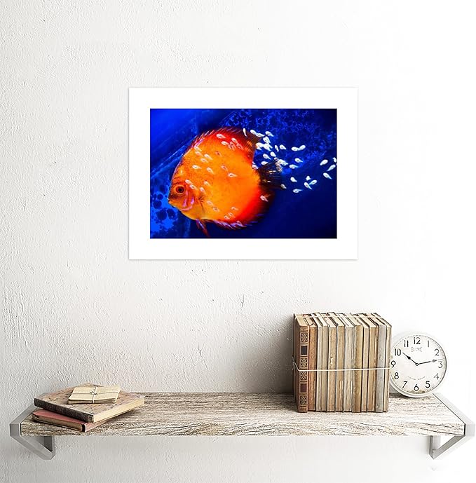 Discus Fish Ocean SEA Black Art Print Picture Mount B12X9188