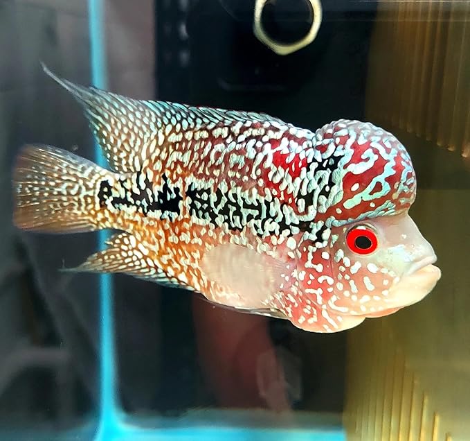 Kamfa Flowerhorn Cichlid Live Fish. Young Adult, Size 5-6 inches.