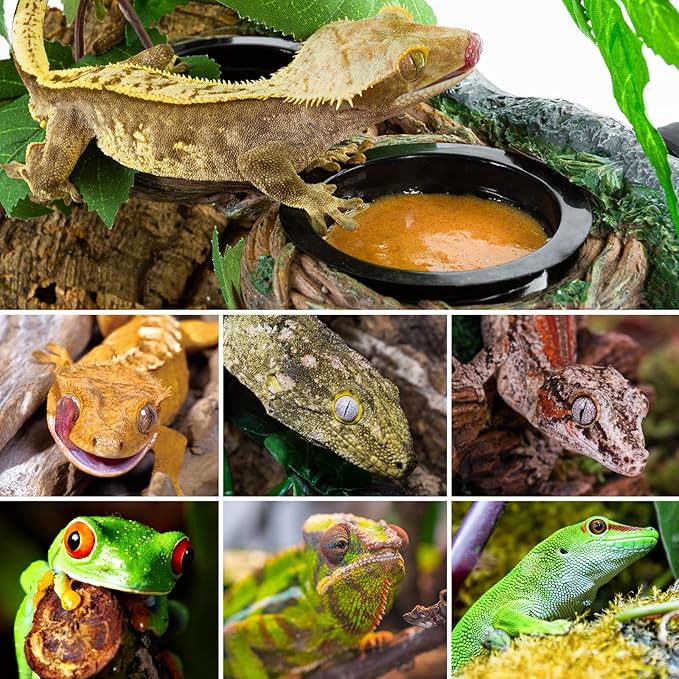REPTI ZOO Magnetic Reptile Feeding Ledge, Gecko Feeder Ledge with 4PCS Cups, Hollow Vine Food Dish, Reptile Water Bowl for Bearded Dragon Lizard Snake Turtle, Terrarium Tank Accessories