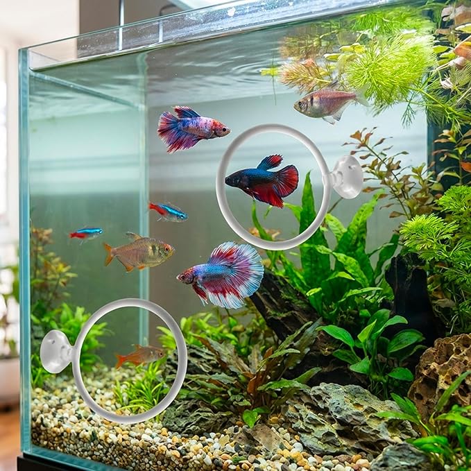 6PCS Betta Mirror, Betta Ring and Bettas Feeding Ring, Fish Enrichment Toys Set with Floating Mirror and Exercise Rings for Bettas Decor