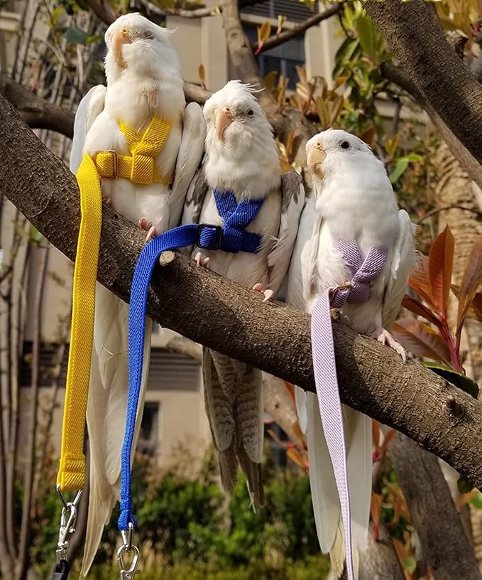 Pet Parrot Bird Harness Leash Adjustable Bird Flying Harness Traction Rope with Cute Wing for Parrots Pigeons Budgerigar Lovebird Cockatiel Mynah Outdoor Training Toy (L, Purple)