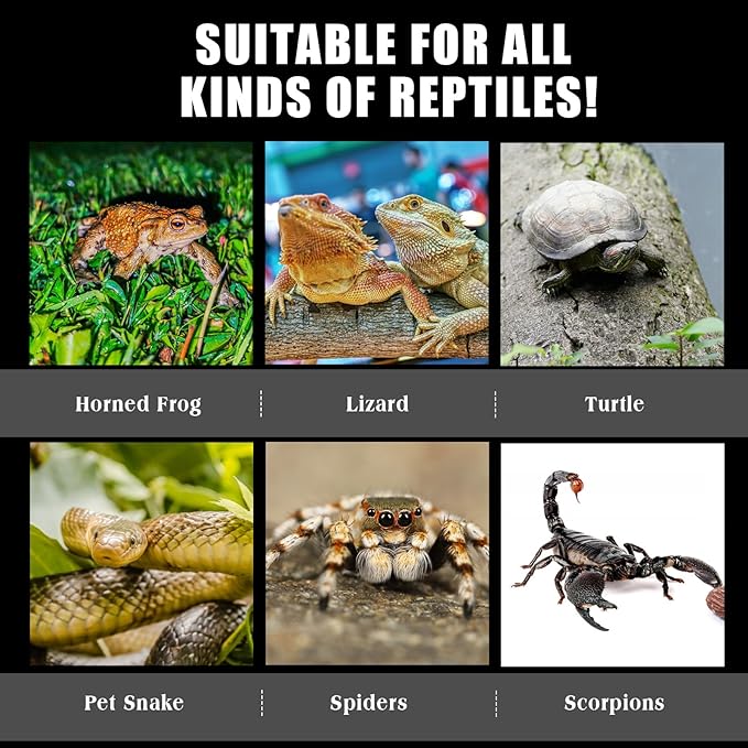 Suzile Jumping Spider & Tarantula Enclosure - Reptile & Hermit Crab Tank - Micro Habitat (3.5 x 3.5 x 3.7'')