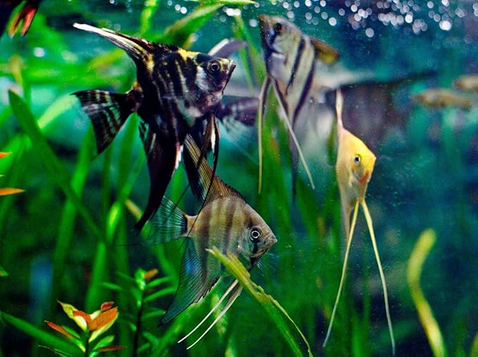 A.D.P. Biomass 100 g. Special High Protein 56.4% Tropical Fish Food Growth Fast Color Enhancer Guppy Betta Feed Slow Sinking Pellets 400 Microns for All Small to Medium Fish & Fry Newborn Fish Care
