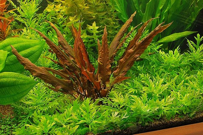 Foreground Potted Live Aquarium Plants | Freshwater Aquatic Plants for Aquariums (Cryptocoryne Red, 1)