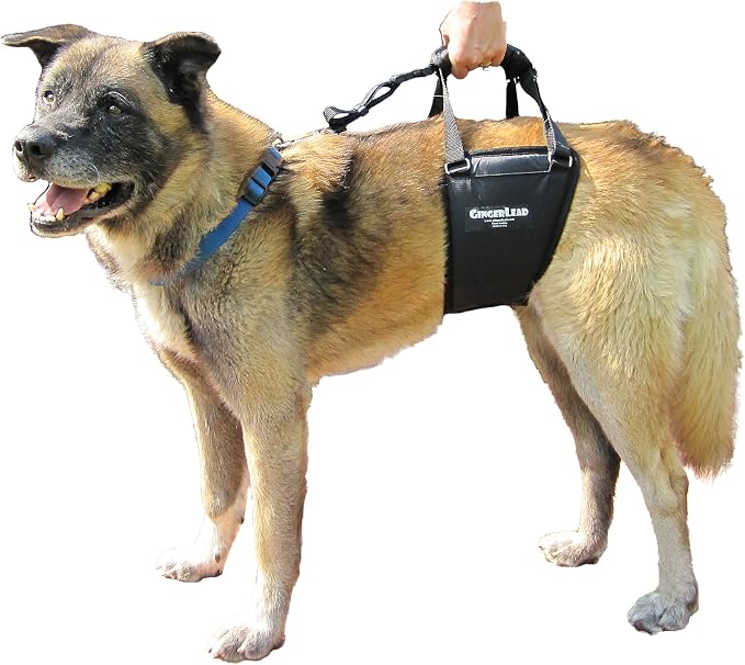 Dog Support Harness, Rear End Lift Sling, Tall Male, Made in USA | Fits Tall, Lean Dogs like Greyhounds or Great Danes, Padded Mobility Aid, Help Pets Walk or Balance, Machine Wash & Dry