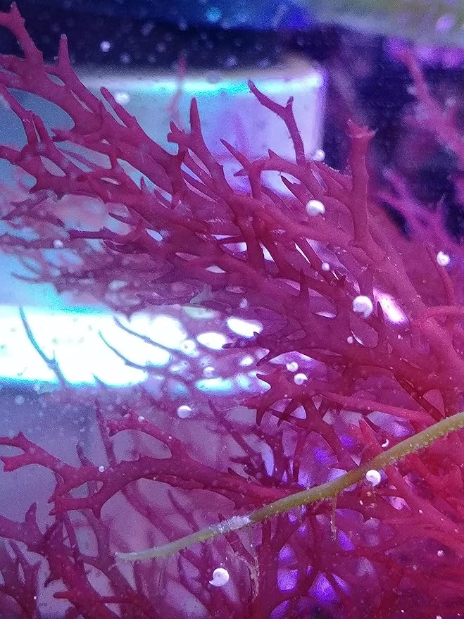 Generic Live Red Parvispora Gracilaria Macro Algae Reef Refugium Saltwater Plant Marine