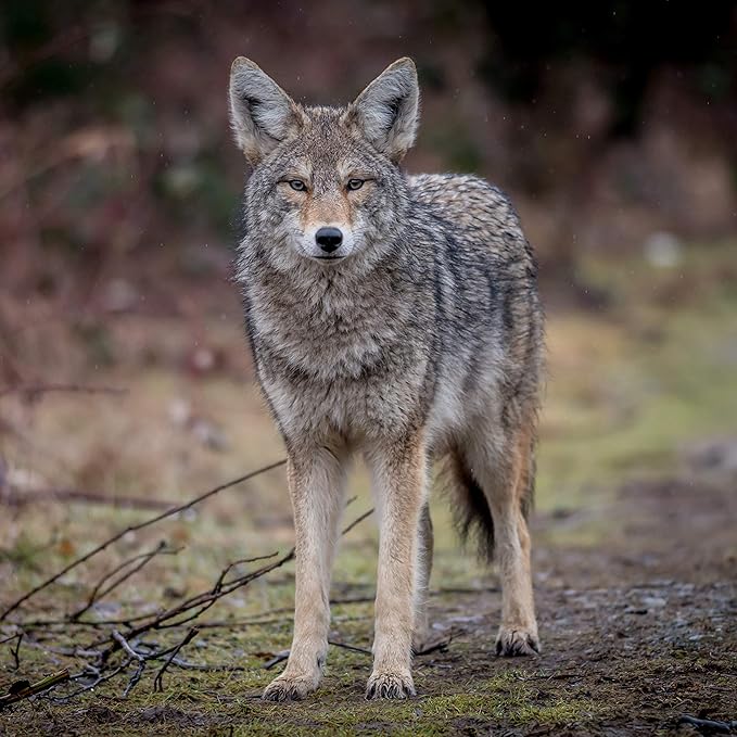 16 oz Coyote Urine- Protect Your Garden with Real Predator Urine, an American Heritage Industries Product
