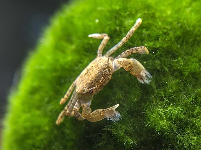 Aquatic Arts 1 Live Freshwater Pom Pom Crab | Real Living Nano Aquarium Fish Tank Pet | Betta | Danio | Rasbora | Guppy Compatible