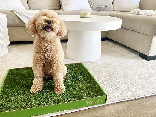 DoggieLawn Real Grass Dog Pee Pads with Tray - Mini Dog Potty Pad 24x9 | No-cleaning, odor-reducing puppy potty training pad for housebreaking, indoor or outdoor use, real grass, replace when needed