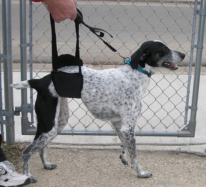 Dog Support Sling Rear Leg Harness, SM Male, Machine Wash & Dry | Fits Small to Medium Size Pets or Larger Barrel-Chested Breeds like Boxers, Bullies. Male Dachshunds use XS Size. Made in USA