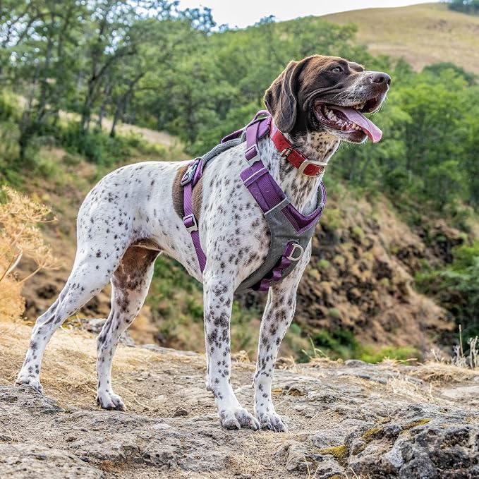 Kurgo Journey Air Dog Harness, Purple, Extra Large | Padded Chest, Ripstop Outer & Breathable Mesh, Back Assist Handle, Rust-Free Aluminum Hardware, Reflective Trim