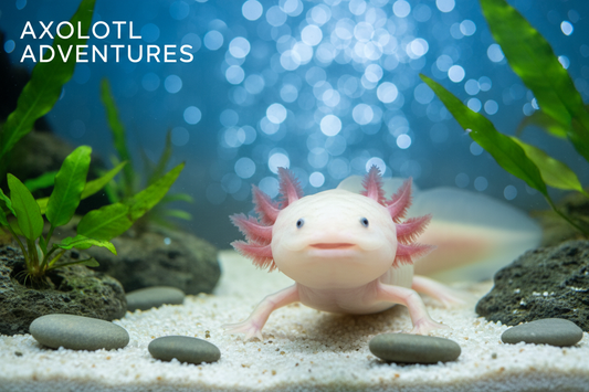 Axolotl Care Guide: The Smiling Water Dragon of the Aquarium World