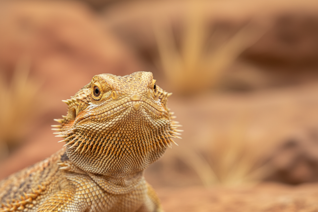 Bearded Dragon Care Guide: Everything You Need to Know