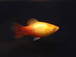 Swimming Creatures™ Assorted Red & Orange Platy (Xiphophorus maculatus) Freshwater Aquarium Live Fish (Size Approx. 1–1.5") (12 Pack)