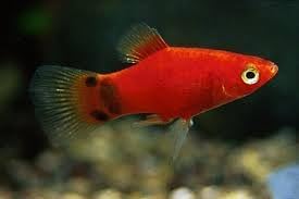 Swimming Creatures™ 6 Assorted Red & Orange Platy (Xiphophorus maculatus) Freshwater Aquarium Live Fish (Size Approx. 1–1.5")