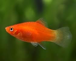 Swimming Creatures™ Assorted Red & Orange Platy (Xiphophorus maculatus) Freshwater Aquarium Live Fish (Size Approx. 1–1.5") (12 Pack)