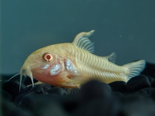 Swimming Creatures 3 PCS Assorted Corydoras Mix, Freshwater Aquarium Catfish Live Arrival Guarantee (2-3 Kinds Mix)