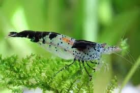 ShrimpRack™ 10 Live Neocaridina Freshwater Shrimps for Your Planted Tanks, Nano Aquariums. Fully Mature Breeding Age. Live Arrival Guarantee. Pick Your Colors (Carbon Rili)