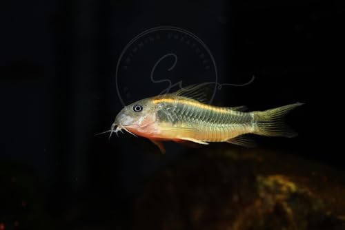 Swimming Creatures 5 PCS Assorted Corydoras Mix, Freshwater Aquarium Catfish Live Arrival Guarantee (3-4 Kinds Mix)
