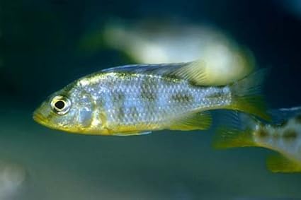 Live Freshwater Aquarium Fish - 3-4" Venustus Cichlid - by WorldwideTropicals - Live Freshwater Fish - Live Tropical Fish - Great For Aquariums - Populate Your Fish Tank!