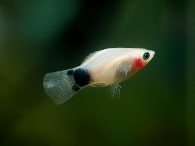 Swimming Creatures™ 4 Assorted Color Platy Mix (Xiphophorus maculatus) Freshwater Aquarium Live Fish (Size Approx. 3/4")