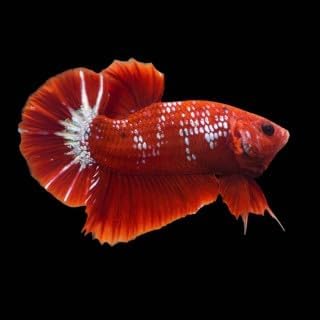 Swimming Creatures™ Betta Live Freshwater Aquarium Fish (Male Hellboy A Grade)