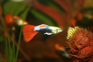 Guppies Guppy Fancy Fantail Tropical Fish 12 Male Assorted Colors