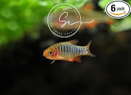 Swimming Creatures School of 6 Emerald Rasbora Freshwater Aquarium Fish Live Arrival Guarantee