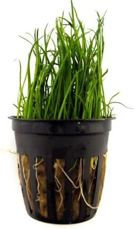 Foreground Potted Live Aquarium Plants | Freshwater Aquatic Plants for Aquariums (Microsword, 1)