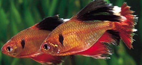 Live Freshwater Aquarium Fish - (5) 1.5" Red Veil Tail Serpae Tetra - 5 Pack of Red Serpae Tetras - by Live Tropical Fish - Great For Aquariums - Populate Your Fish Tank!
