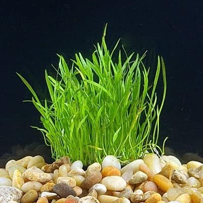 Foreground Potted Live Aquarium Plants | Freshwater Aquatic Plants for Aquariums (Microsword, 1)