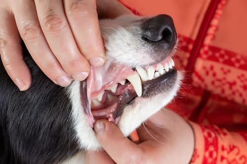 Pet Dental Spray, As Seen on TV, Eliminates Plaque & Tartar, Helps with Plaque and Tartar and Provides Instant Fresh Breath - Includes 3 Months' Supply of Peppermint Spray, 1fl. OZ (30ML)