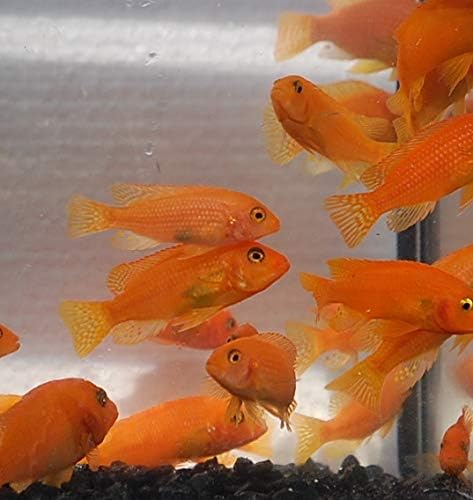 Quinn's Fins- Live Cherry Red Zebra (Medium)